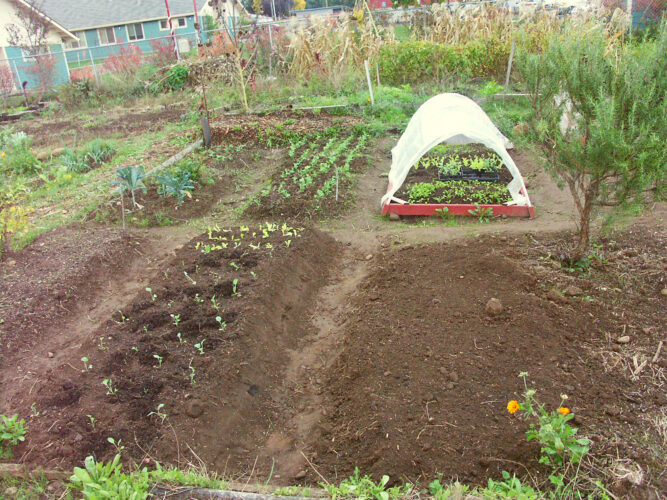 cold-frame-gardening-construction